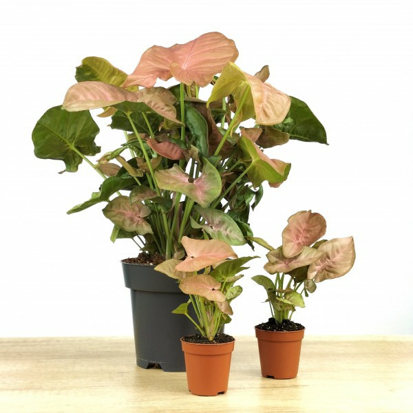 Donnez le nom usuel de cette plante ?