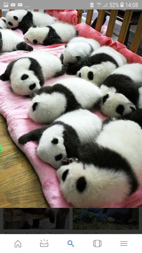 Est-ce qu'en Chine les crottes de panda son très très très très très très très très très très très très très très très très précieuses ?
