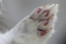 Normalement, cette patte de ... devrait vous porter chance !