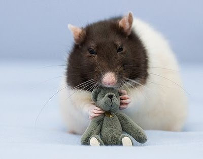 Un rat peut :