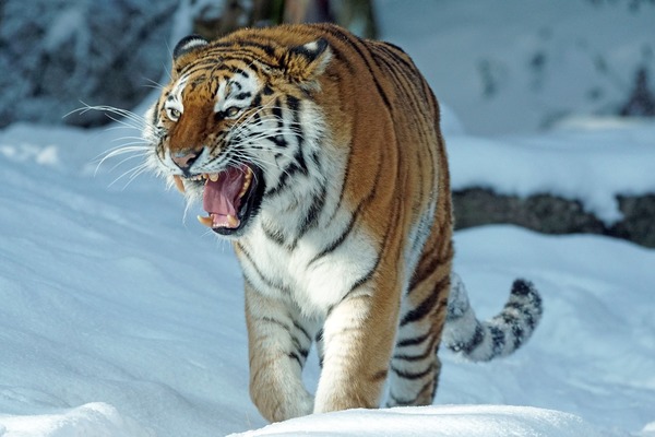 Le tigre de Sibérie existe-t-il ?