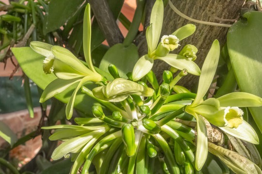 Quelle épice est constituée par le fruit de certaines orchidées ?