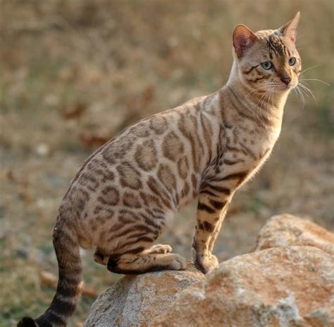 Le Chat du Bengal est une race ?