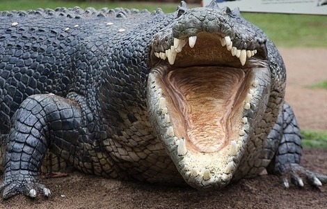 Les dents du crocodile peuvent casser des os ?