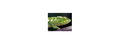 Quel est cet animal ?