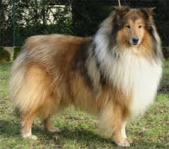 Quel est ce chien qui ressemble à Lassie ?