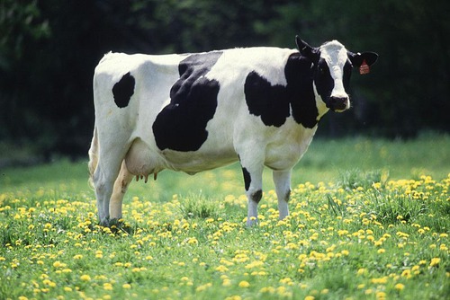 Les vaches boivent du lait.