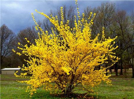 Donnez le nom usuel de cette fleur ?