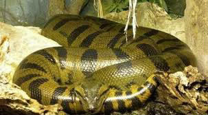 Quel est le plus gros serpent du monde ?