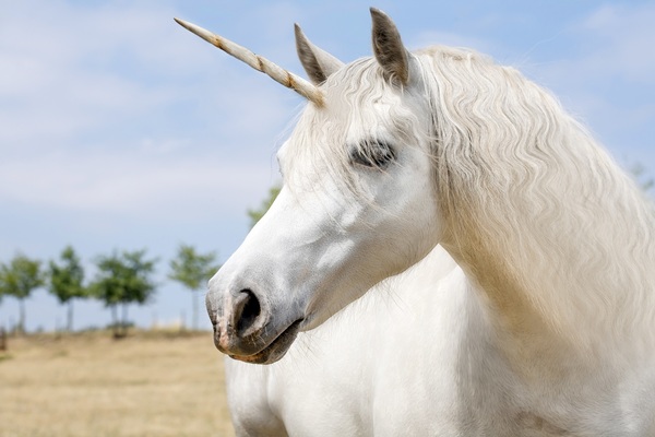 Le cheval et la licorne sont de la même race.