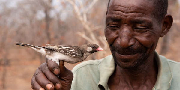 Cet oiseau adore le miel,  il crée une alliance avec l' homme pour lui montrer une ruche, en échange l'homme lui laisse les larves !