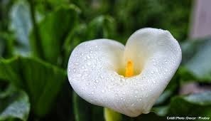 Devine la fleur