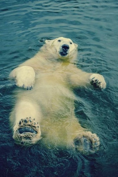 L'ours polaire est classé comme :