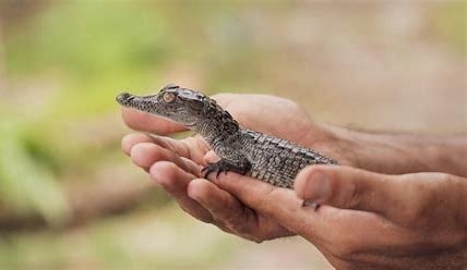 Nom du bébé crocodile :