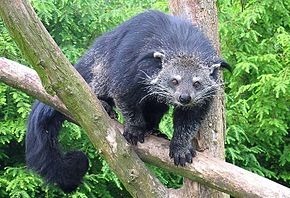 Ce mammifère arboricole asiatique à la queue préhensile est parfois appelé "chat-ours" :