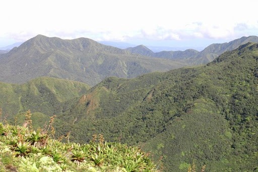 Où se situe le massif forestier de la Basse-Terre, qui recèle des richesses exceptionnelles ?