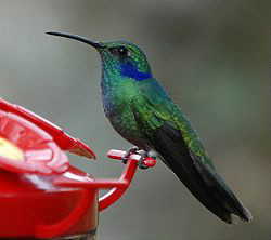 Le nombre de battements d'ailes d'un colibri peut atteindre...?