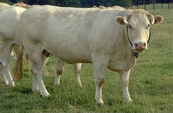 Quelle est la race de cette vache ?