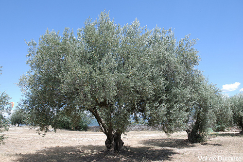 Quel est cet arbre des pays méditerranéens qui possède un beau feuillage gris argenté ?