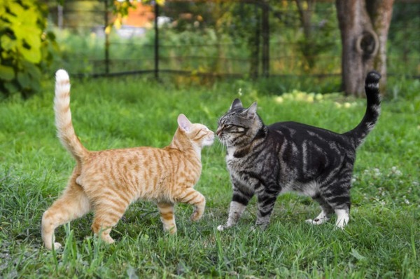 Quels sont les deux principaux modes de communication des chats entre eux ?