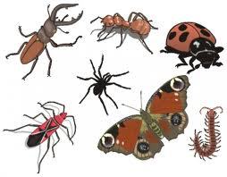 Qu'étudie un entomologiste ?