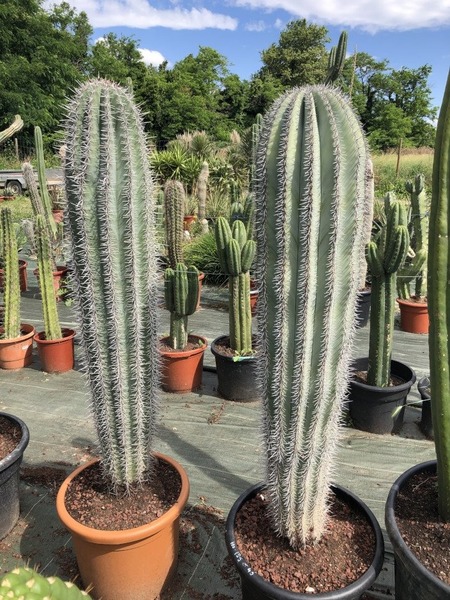 Quelle est la plus haute espèce de cactus connue à ce jour ?