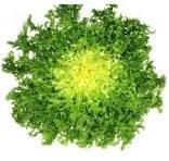 Quelle est cette salade ?