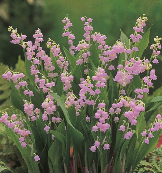 Comment s’appelle la fleur du muguet ?