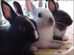 Quelles sont les différentes sortes de lapins ?