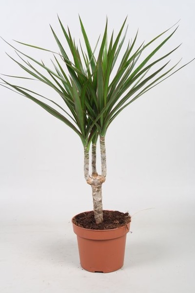 Donnez le nom usuel, le nom botanique et la famille de cette plante :