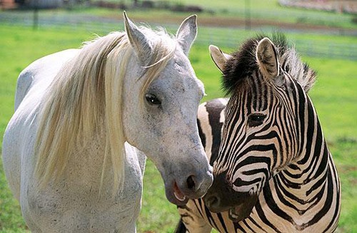 1. Czym różni się koń od zebry i osła ?
