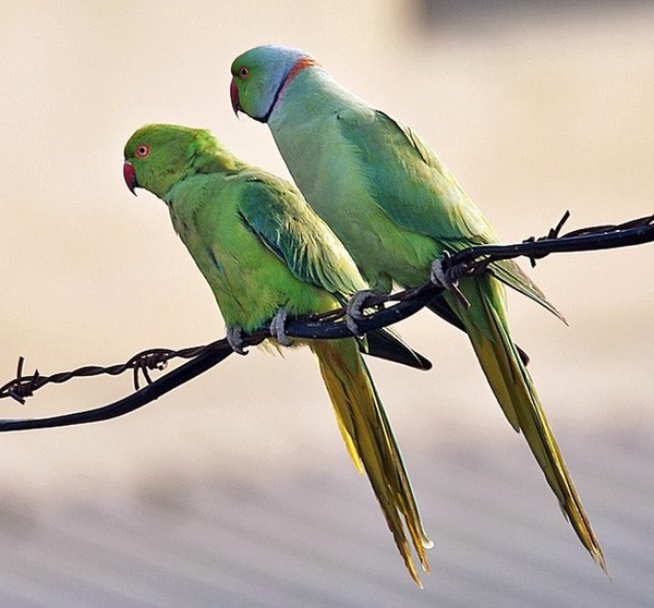 Ca fait maintenant quelques années que cet oiseau s'est implanté chez nous !