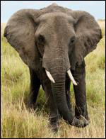 Cet éléphant adulte pèse autant que 100 hommes et mesure 4, 5 m de haut. De quelle espèce s'agit-il ?