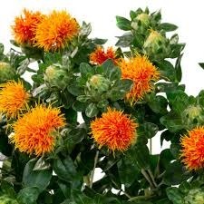 Donnez le nom usuel de cette plante ?