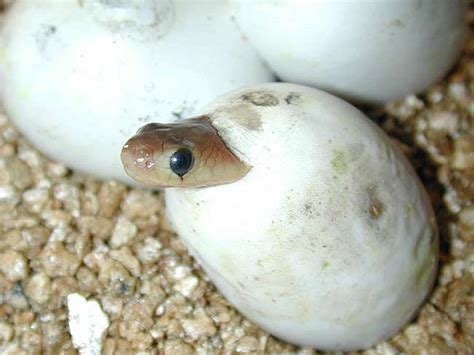 Tous les reptiles sont ovipares (pondent des oeufs).
