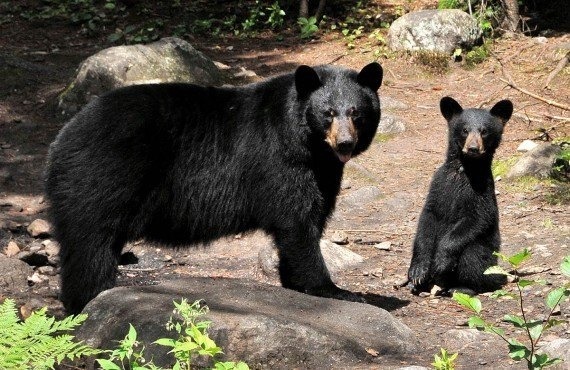 Quelle est la vitesse maximale d’un ours noir ?