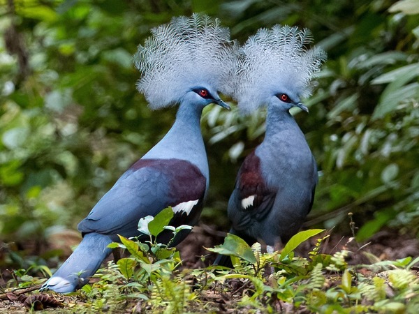 On ne trouve cet oiseau qu'en Nouvelle-Guinée, comment s'appelle-t-il ?