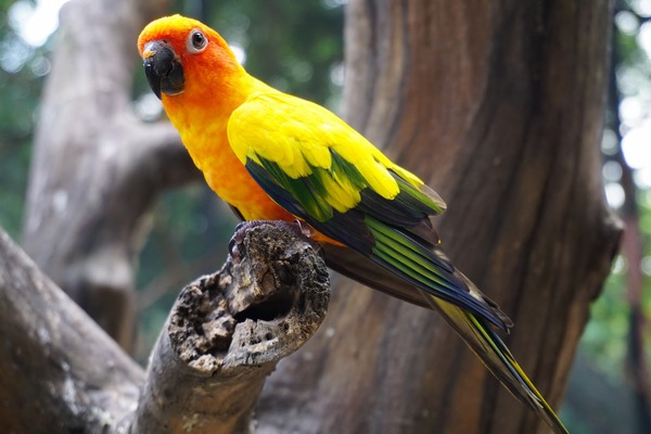 L’espèce des aras désigne 41 espèces de perroquets aux couleurs flamboyantes qui vivent pour la plupart dans les forêts d’Amérique centrale et du Sud. 