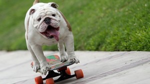 Quel est les nom du chien champion du monde de skateboard ???