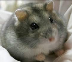 L'odorat est-il le sens le plus développé chez le hamster ?
