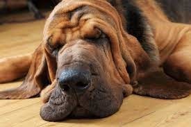 Animaux - Quel chien a le sens de l'odorat le plus développé ?