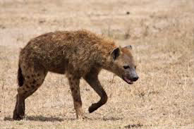 À quoi ressemble le cri d'une hyène ?