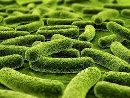 Combien avons-nous de bactéries sur notre corps ?