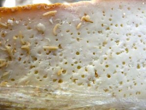 Casu marzu : C'est un fromage pourri, des larves vivantes de mouches étant volontairement introduites durant l'affinage.