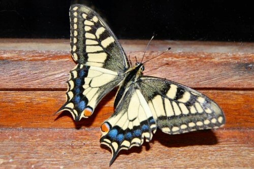 Les papillons n'ont que deux ailes.