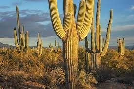 Vous venez de dépasser un "Cactus", il s'agissait d'une...