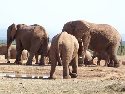 Les éléphants sont les plus grands batraciens du monde ?