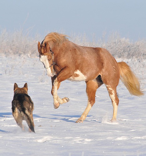 6) W jaki sposób konie bronię się przed niebezpieczeństwem  ?