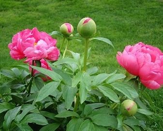 Ces fleurs sont :