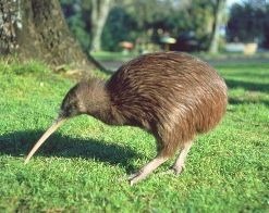De la taille d'une poule, cet oiseau, inapte au vol, ne vit qu'en Nouvelle Zélande
